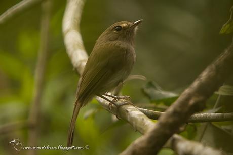 Mosqueta de anteojos (Drab-breasted pygmy Tyrant) Hemitriccus diops