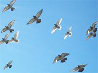Bando de palomas en pleno vuelo.