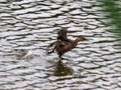 Tachybaptus ruficollis