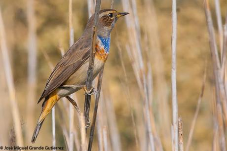 Ruiseñor pechiazul (Luscinia svecica)-Bluethroat