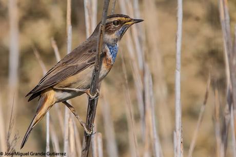 Ruiseñor pechiazul (Luscinia svecica)-Bluethroat