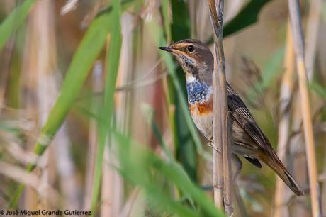 Ruiseñor pechiazul (Luscinia svecica)-Bluethroat