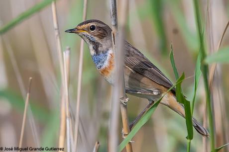 Ruiseñor pechiazul (Luscinia svecica)-Bluethroat