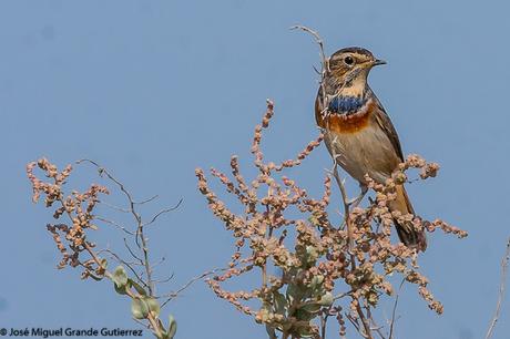 Ruiseñor pechiazul (Luscinia svecica)-Bluethroat