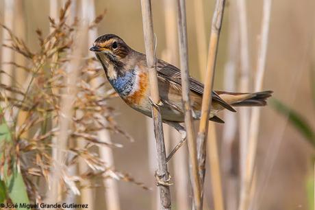 Ruiseñor pechiazul (Luscinia svecica)-Bluethroat