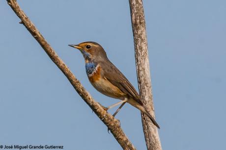 Ruiseñor pechiazul (Luscinia svecica)-Bluethroat