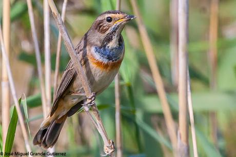 Ruiseñor pechiazul (Luscinia svecica)-Bluethroat