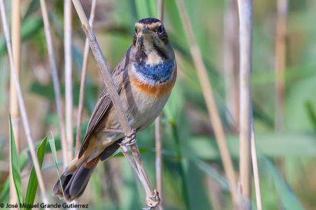 Ruiseñor pechiazul (Luscinia svecica)-Bluethroat