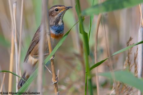Ruiseñor pechiazul (Luscinia svecica)-Bluethroat