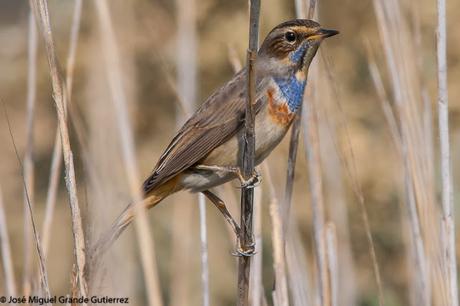 Ruiseñor pechiazul (Luscinia svecica)-Bluethroat