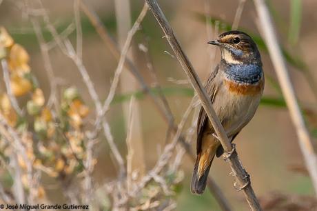 Ruiseñor pechiazul (Luscinia svecica)-Bluethroat