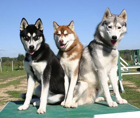 raza de perros Husky Siberiano