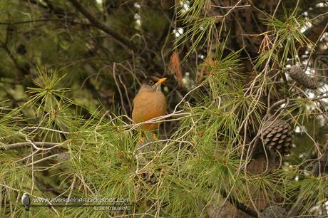 Zorzal patagónico (Austral Thrush) Turdus falcklandii