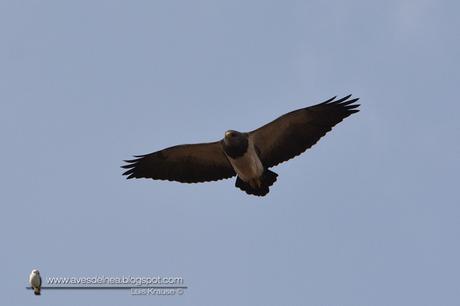 Águila mora (Black-chested Buzzard-Eagle) Geranoaetus melanoleucus