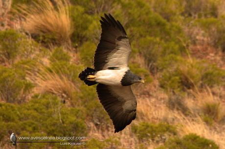 Águila mora (Black-chested Buzzard-Eagle) Geranoaetus melanoleucus