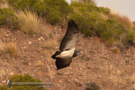 Águila mora (Black-chested Buzzard-Eagle) Geranoaetus melanoleucus