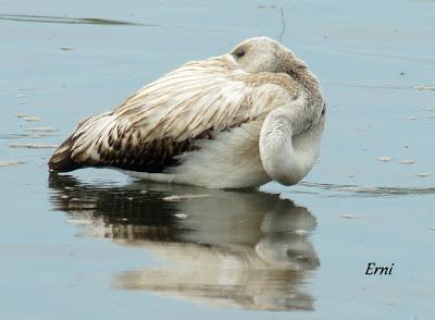 SE LO LLEVÓ LA MAREA