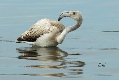 SE LO LLEVÓ LA MAREA