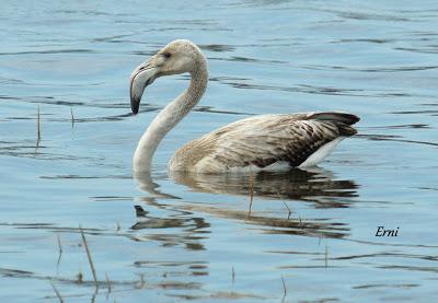 SE LO LLEVÓ LA MAREA