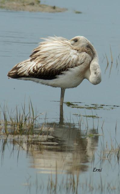 SE LO LLEVÓ LA MAREA