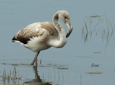 SE LO LLEVÓ LA MAREA