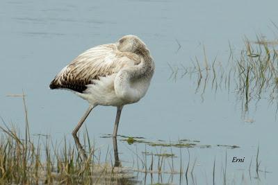 SE LO LLEVÓ LA MAREA