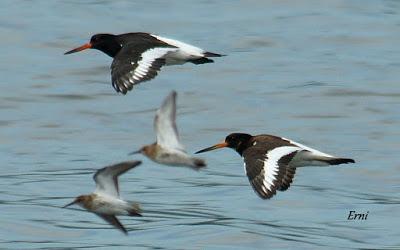 SE LO LLEVÓ LA MAREA