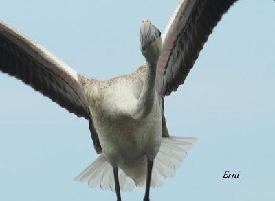 SE LO LLEVÓ LA MAREA