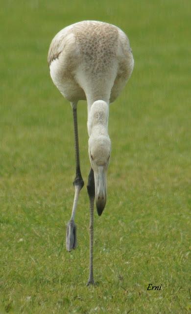 SE LO LLEVÓ LA MAREA