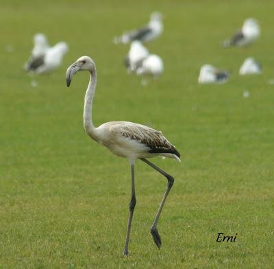 SE LO LLEVÓ LA MAREA