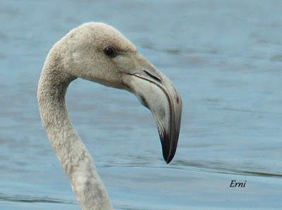 SE LO LLEVÓ LA MAREA
