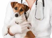 Descubre Beneficios Riesgos usar Ivermectina perros