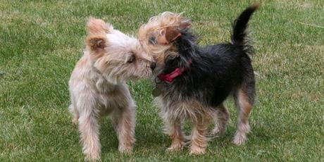 apareamiento de perros