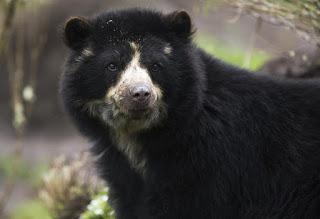 El oso de anteojos en la provincia de Loja