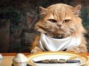 Descubre alimentación alternativa para gatos