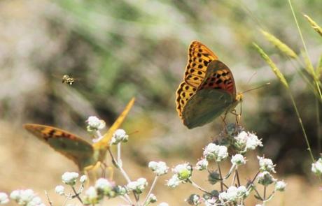 Dos ejemplares de Argynnis pandora y un himenóptero curioso.