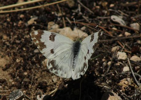 Pontia daplidice