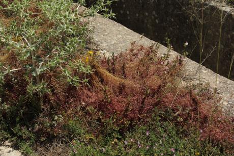 Cuscuta