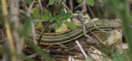 Lagartija colilarga oriental (Psammodromus jeanneae)