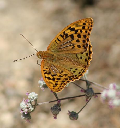 El gran ninfálido, Argynnis pandora, alimentándose del néctar del Teucrium capitatum subsp. gracillimum.