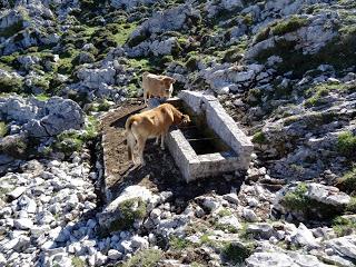 Recorriendo las majadas de Onís del Cornión