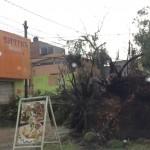 Lluvia y granizo provocan caos y caida de árboles en San Luis Potosí
