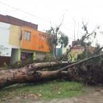 Lluvia y granizo provocan caos y caida de árboles en San Luis Potosí