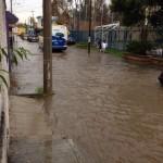 Lluvia y granizo provocan caos y caida de árboles en San Luis Potosí