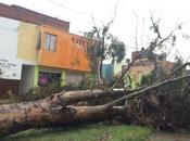Lluvia granizo provocan caos caida árboles Luis Potosí