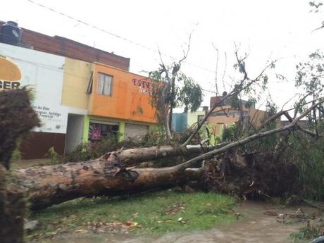Árbol Saucito caido