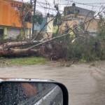 Lluvia y granizo provocan caos y caida de árboles en San Luis Potosí