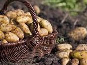 Elige bien patata para cada