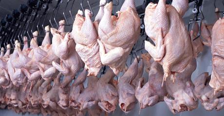 Pollos-de-EEUU-a-Cuba-2