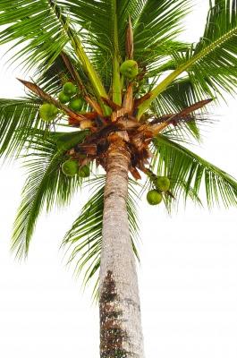 Beneficios del agua de coco- ectomorfos